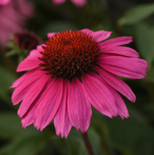 The Prettiest Pink Perennial Flowers to Grow