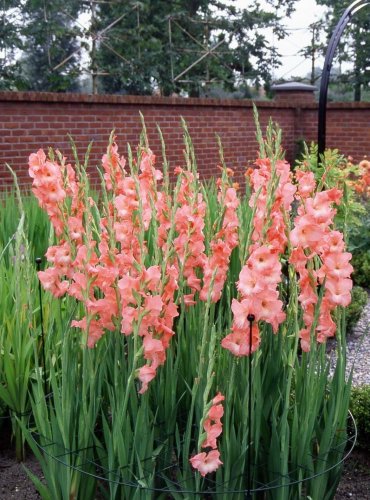 Late Spring Gardening 101