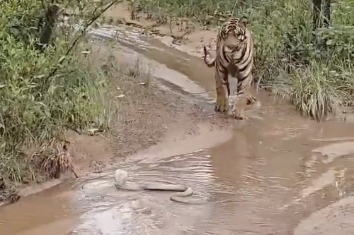 Who wins in a battle between a tiger and a cobra? The answer might surprise you