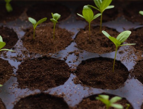 WHY YOUR SEEDS AREN’T GERMINATING & HOW TO FIX IT