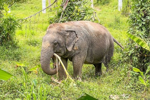 Walking with Elephants in Thailand - Ethically and Sustainably