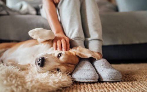 10 Signs That Your Dog Really Loves You