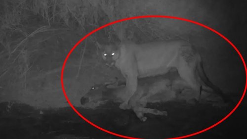 See the first-ever photos of mountain lions preying on wild donkeys