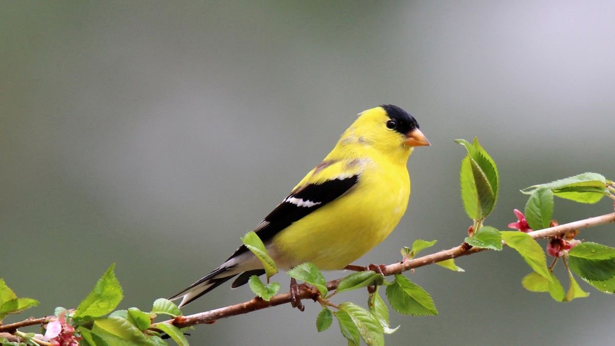See the creative bird feed alternatives to use during the bird flu outbreak