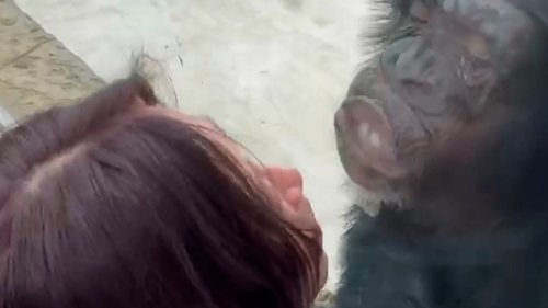 Funny moment chimp repeatedly kisses woman through glass