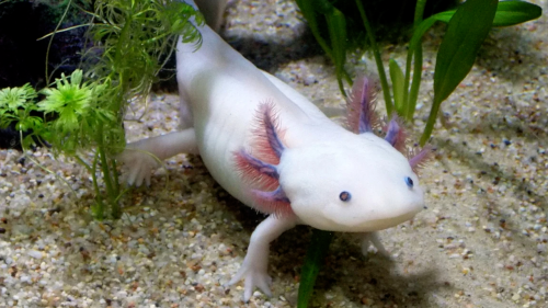 Race Against Extinction: Scientists Struggle to Save Mexico’s Last Wild Axolotls