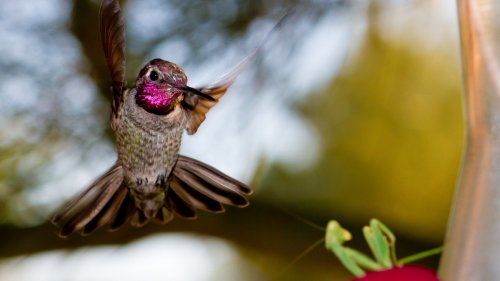 Clever ways to deter pests from your bird bath and feeder