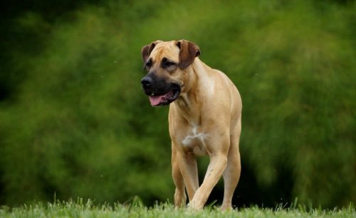 15 Powerful Dog Breeds That Can Easily Take Down Coyotes