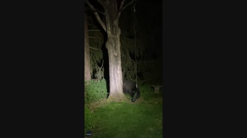 'Look How Smart He Is': Clever Bear Pulls Bird Feeder Down From Tree