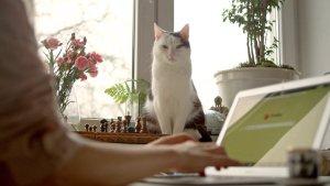Cats Care About Their Humans Just as Much as Dogs Do and They Watch Their Every Move