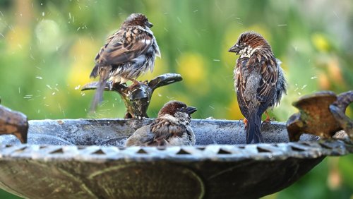 Tips that'll have birds flocking to your birdbath and feeder