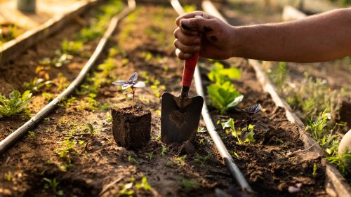 Vegetable garden companion planting mistakes to avoid 