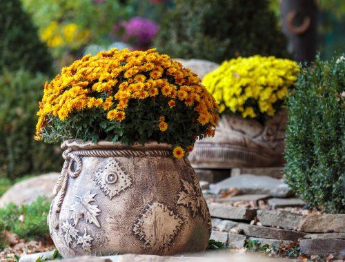 HOW TO GROW MUMS IN CONTAINERS