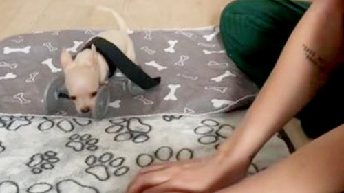 Chihuahua born without two front legs given new lease of life - with 3D wheelchair
