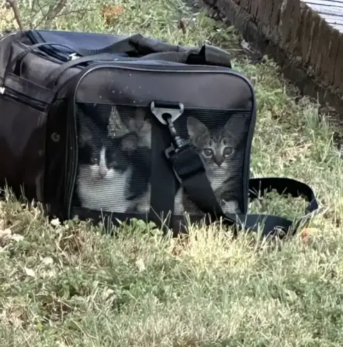 Tiny Kittens Rescued from "Tied Plastic Bag" on Cornwall Shore