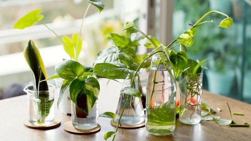Magazine - Houseplants