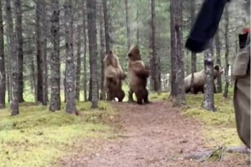 These bears were absolutely showing off for the hikers that came across them 😂