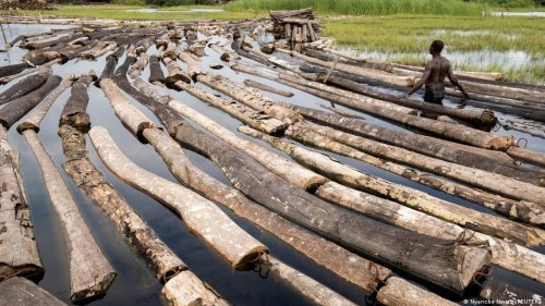 Nigeria's logging industry booms while its trees disappear