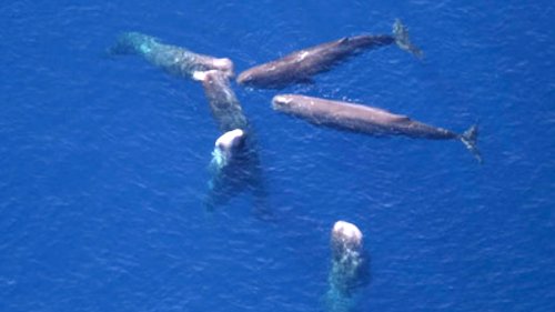 Sperm Whales Seen Using Poop to Defend Against Orcas
