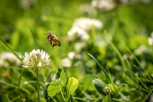Does No Mow May Really Help Pollinators?