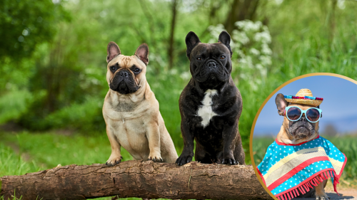 French Bulldog Named USA’s Top Dog Breed, The Third Year in a Row
