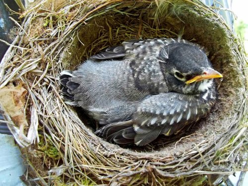 Here's How to Identify Bird Eggs by Color and Size