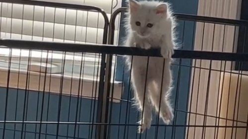 Adorable kitten confusedly tries climbing out of an open cage