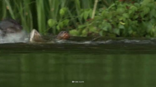 Giant Otters Take On a Caiman