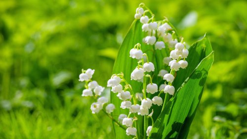 Is It Dangerous To Touch Lily Of The Valley?