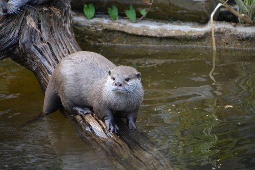 Hiker hospitalized after 20 otters nearly kill him in extremely rare attack