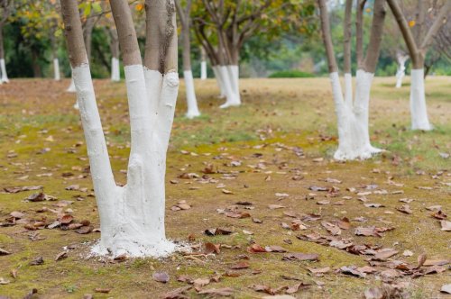 Why Are Trees Painted White? (Plus Other Age-Old Gardening Tricks That Work)