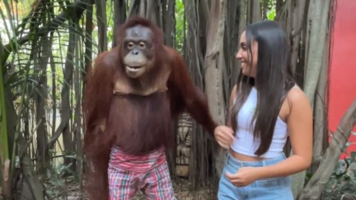 Charming monkey lets his charisma shine through his goofy antics while posing for photos