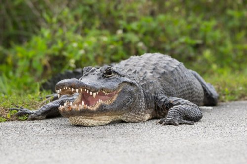 Doesn't get more Florida than a barefoot man wrestling an alligator in the road