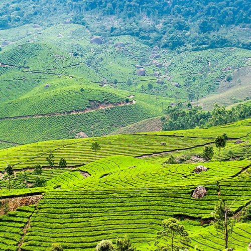 Sip some of the best Tea in the World in this Magical Destination