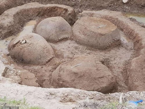 Scientists Stunned by the Largest 20,000-Year-Old Armadillo Fossils Ever Found