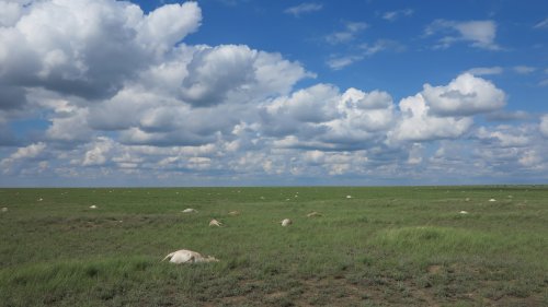 Strange Weather Triggered Bacteria That Killed 200,000 Endangered Antelope