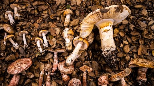 California’s epic 'supershroom' season—and 4 more captivating tales