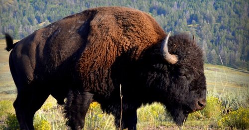 Lady Gets Charged By Bison And It Tosses Her Out Of Her Jeans