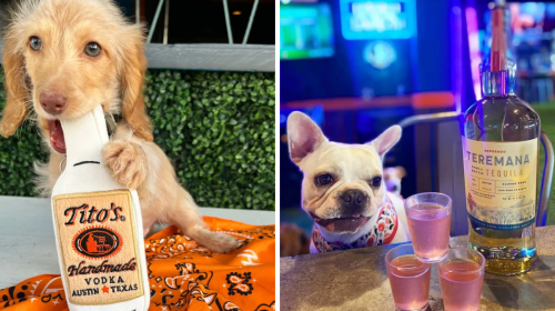 Orlando Is Getting A New Dog Bar & It's So Mother Puppin' Cute