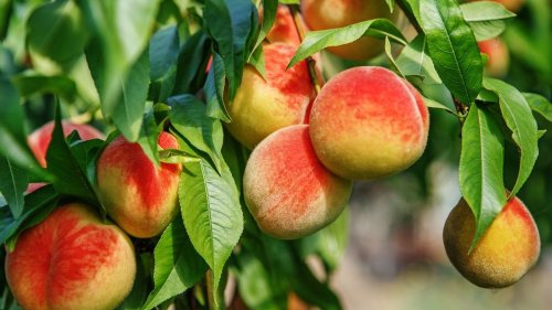 Everything you need to know about growing a peach tree