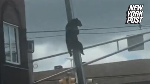 Bear Spotted Clinging to Pole in Center of Northern New Jersey Town