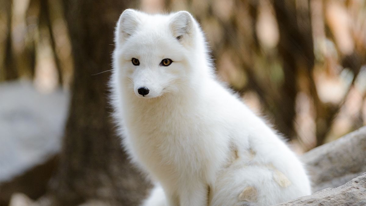 Baby It's Cold Outside! How the Arctic Fox Survives Frigid Temps