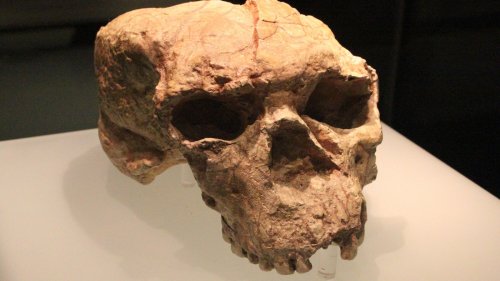 Scientists Reconstructed A 1 Million-Year-Old Skull & Didn't Expect What Found