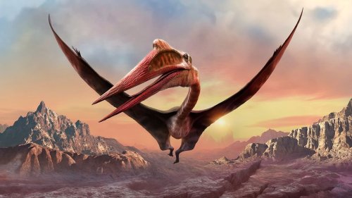 Meet the Largest Flying Creature in Earth's History