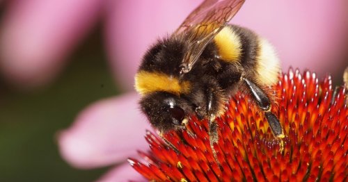 Scientists name the top plants for bumblebee-friendly gardens