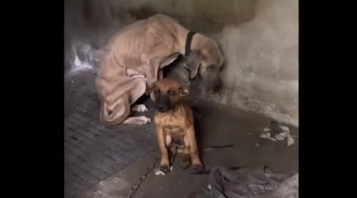 Frail Puppy Guards Starving Mother Who Breathed Her Last After Knowing He was Sa