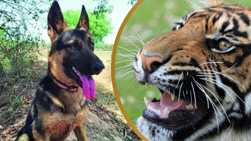 Heroic German Shepherd Bentho Sacrifices His Life Fighting a Tiger to Save His M