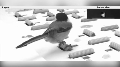 Neural Barcodes: Chickadee Study Unlocks Secrets of Memory Formation