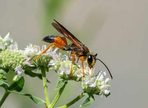 Wasp Mothers Display Remarkable Memory in Caring for Their Young
