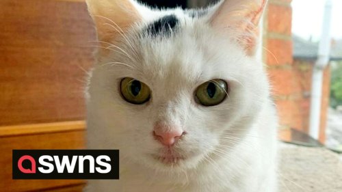 Britain's most unwanted cat who can't meow and is toothless has finally found her forever home